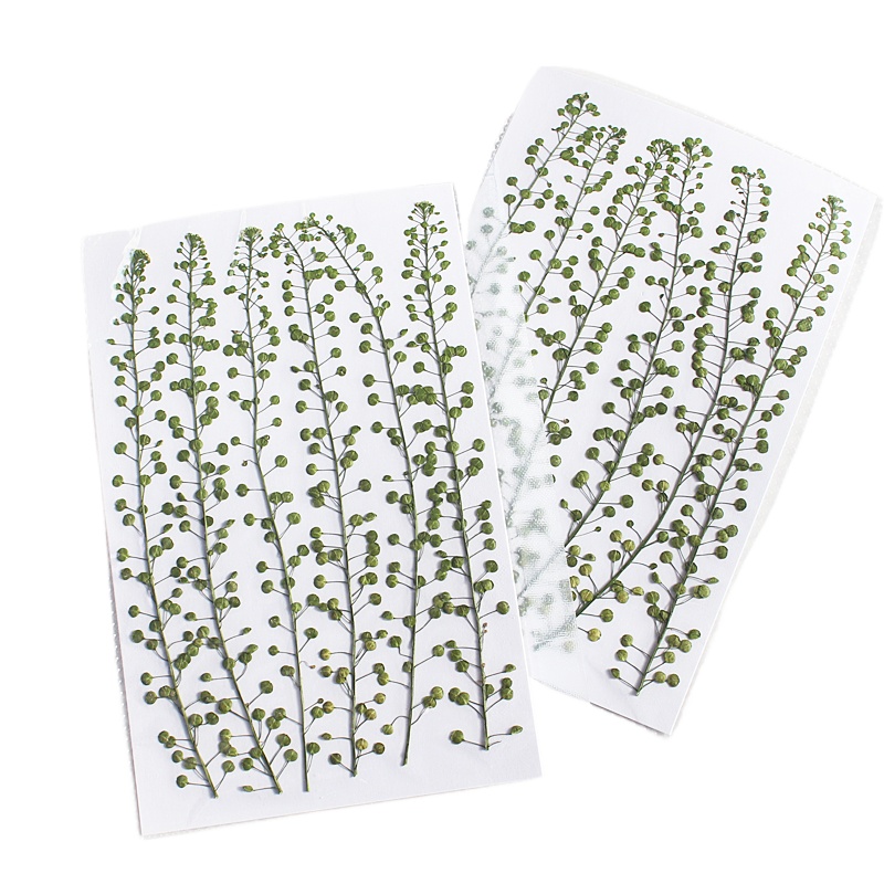 Colore naturale Campana verde  - Resin Craft Ideas recensione e prezzo