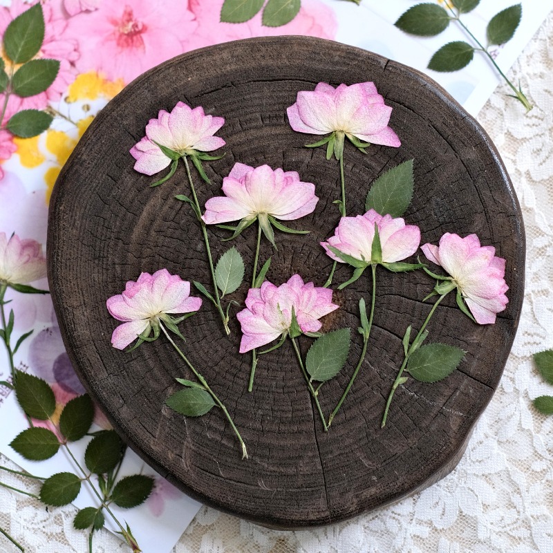 12 pezzi, Fiori Pressati Essic - Resin Craft Ideas recensione e prezzo